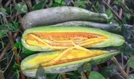 网红宏上头吃瓜,揭秘娱乐圈幕后真相