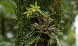 游客爆料石斛的视频大全,石斛视频大全，探寻养生珍宝的神奇魅力