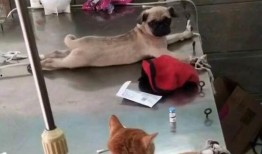 巴哥爆料新世界路飞视频,路飞新世界冒险视频首度亮相