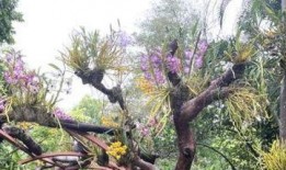 游客爆料石斛的视频大全,石斛视频大全，探寻养生珍宝的神奇魅力