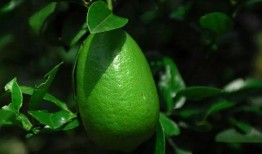 香水柠檬爆料视频下载大全,揭秘热门香氛瞬间