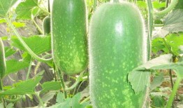 网红肖喆吃瓜图片高清,高清美图曝光引网友热议