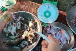 食物爆料视频大全最新版,食物爆料视频大全盘点