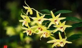 游客爆料石斛的视频大全,石斛视频大全，探寻养生珍宝的神奇魅力