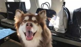 紫狗爆料视频回放,一窥娱乐圈幕后真相