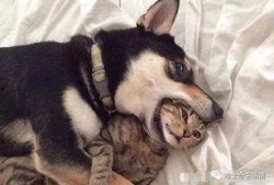 紫狗爆料视频回放,一窥娱乐圈幕后真相