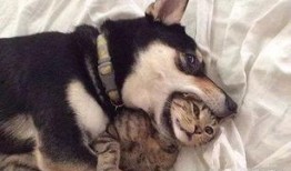 紫狗爆料视频回放,一窥娱乐圈幕后真相