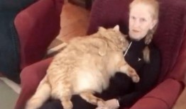 肥猫最新爆料视频,揭秘娱乐圈惊人内幕！