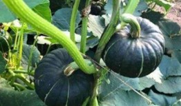 知名网红视频外流吃瓜,一场网络狂欢的真相大起底