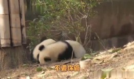 熊猫兄弟爆料视频