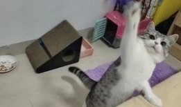 肥猫最新爆料视频,揭秘娱乐圈惊人内幕！