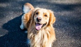 紫狗提前爆料视频,揭秘视频背后的惊人真相