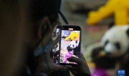 熊猫兄弟爆料视频